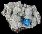 Vibrant Blue Cavansite Cluster on Stilbite - India #67788-2
